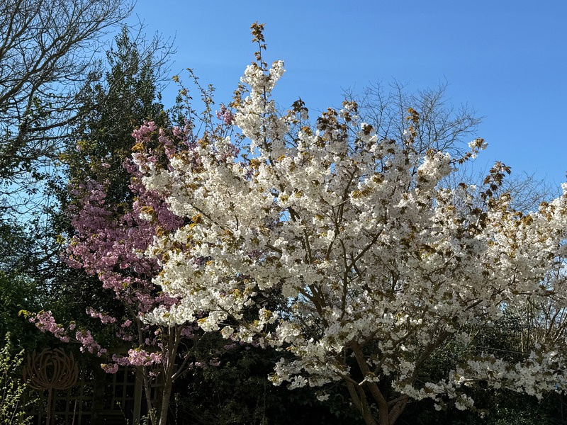 Blossom tree in spring